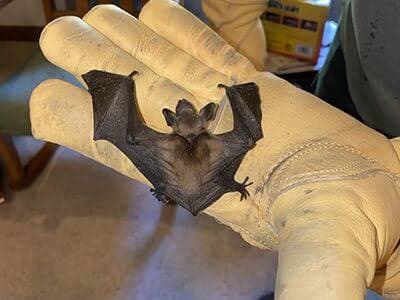Bat Exclusion Support
