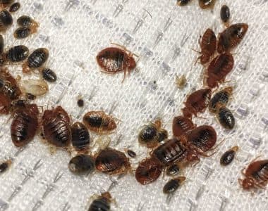 Bed Bug Treatment