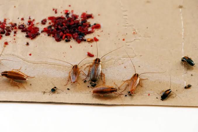 Cockroach Elimination