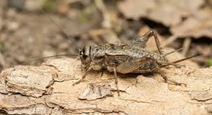 Cricket Management