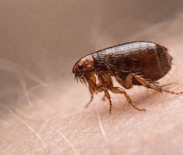 Flea Treatment