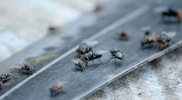 Fly Management