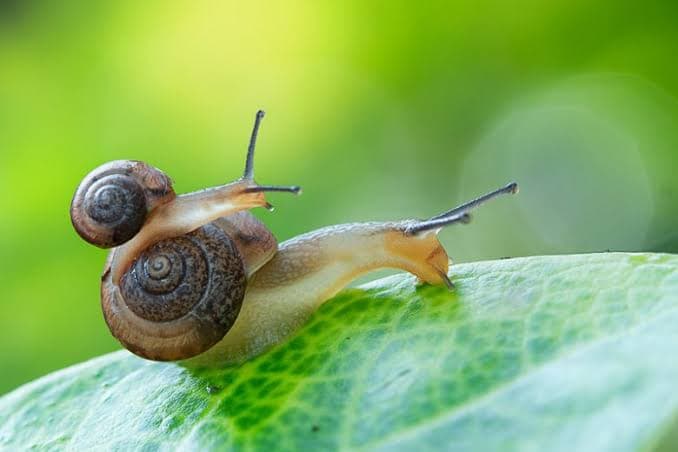 Garden Snail Treatment