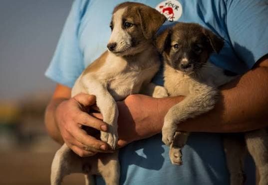 Humane Stray Animal Support