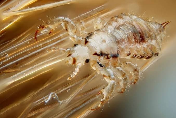 Lice Environment Treatment