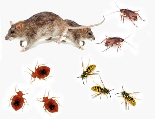 Preventive Pest Care