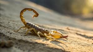 Scorpion Safety Treatment