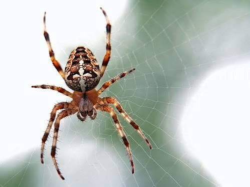 Spider Management