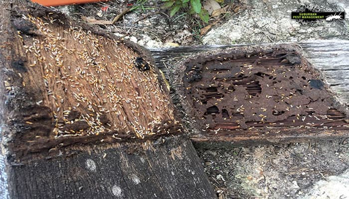 Termite Protection