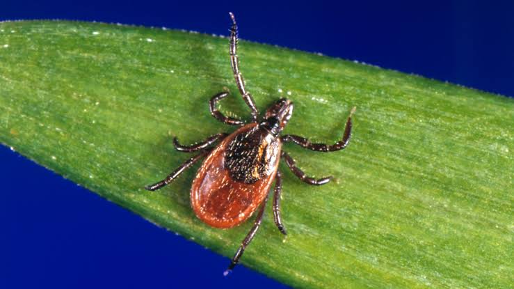 Tick Management